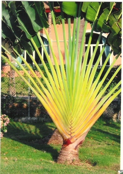 servain.jpg (60401 bytes)