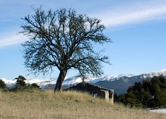 servain.jpg (60401 bytes)