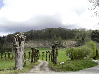 servain.jpg (60401 bytes)