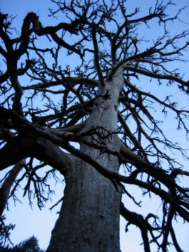 BCLIDI.jpg (97350 bytes)