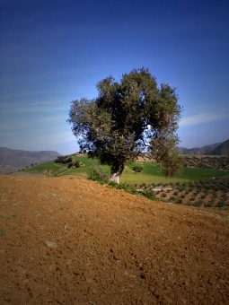 annie.jpg (56254 bytes)