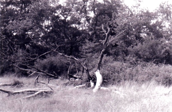 arno.jpg (72792 bytes)