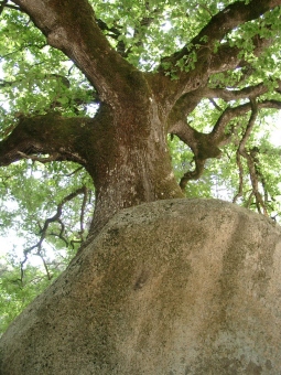 dabrigeon.jpg (81979 bytes)