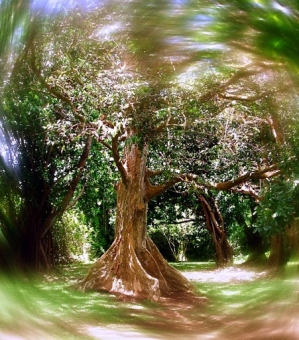 rougeot.jpg (95443 bytes)