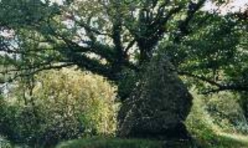 Francineb.jpg (55235 bytes)