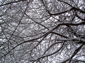 mickaeldailly.jpg (106111 bytes)