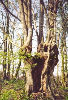 4ef.jpg (85732 bytes)