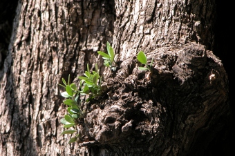 jean_michel.jpg (74817 bytes)