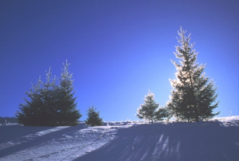 progalea.jpg (36105 bytes)