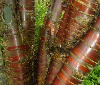 dermigny.jpg (89978 bytes)