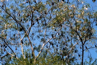 francineb.jpg (99483 bytes)