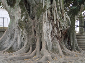 magaligreve.jpg (69255 bytes)