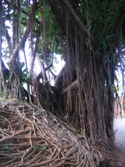 fernedit.jpg (82480 bytes)