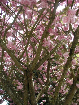 gasperment.jpg (92762 bytes)