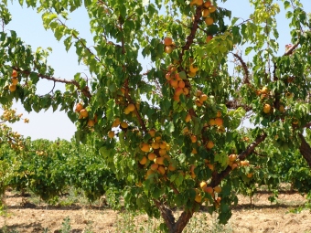 loletpat.jpg (99280 bytes)