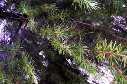 mijalle.jpg (120066 bytes)