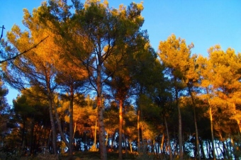 Fort-Pinchinats.jpg (70283 bytes)