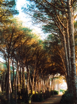 Imen.jpg (90564 bytes)