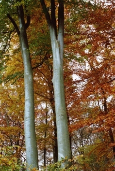 Poppe.jpg (91319 bytes)