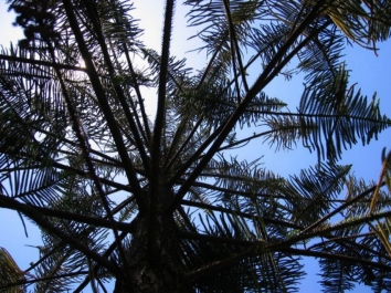 ammor.jpg (95789 bytes)