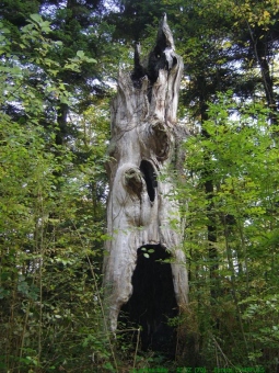 chappuis.jpg (85339 bytes)