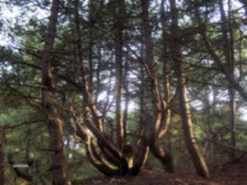 corailler.jpg (283078 bytes)