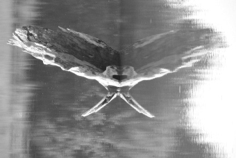 delmas.jpg (38295 bytes)