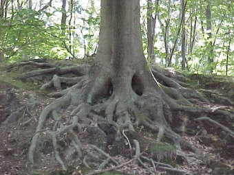 martinebelot.jpg (101464 bytes)