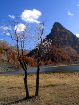 michelon.jpg (61784 bytes)