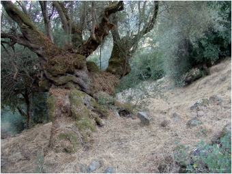 moureaux.jpg (81068 bytes)