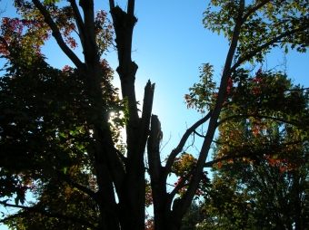 sylvestre.jpg (81209 bytes)