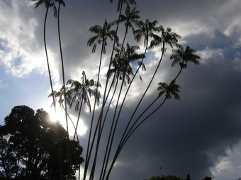 anaelle.jpg (73178 bytes)