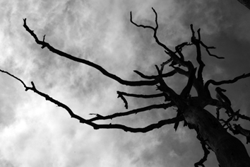 bouchet.jpg (48761 bytes)