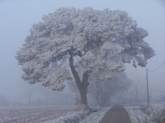 clave.jpg (64425 bytes)