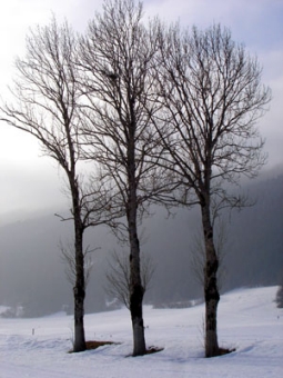 galea.jpg (75898 bytes)