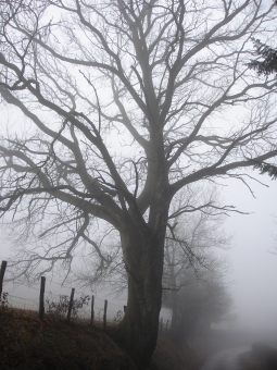 grenier.jpg (88187 bytes)