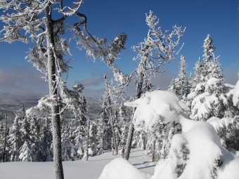 landry.jpg (93969 bytes)