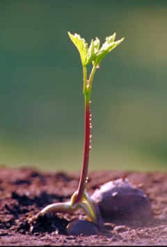 pope.jpg (59067 bytes)