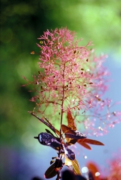 Poppe.jpg (74439 bytes)