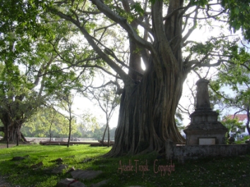 anaelle.jpg (108487 bytes)