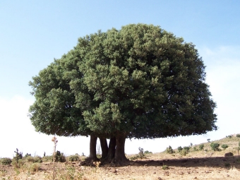 barrucq.jpg (82302 bytes)