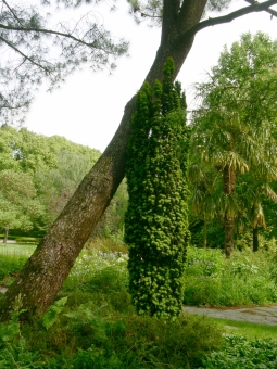 beslot.jpg (103140 bytes)