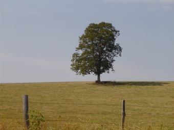 bos.jpg (59951 bytes)