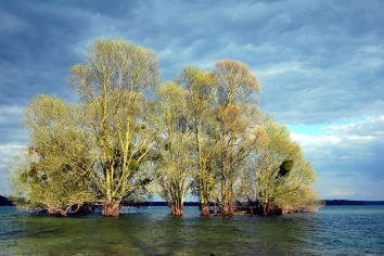 broquet.jpg (88612 bytes)