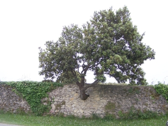 clave.jpg (79505 bytes)