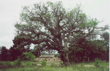 corfou.jpg (80910 bytes)