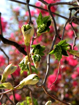 deswaziere.jpg (93141 bytes)