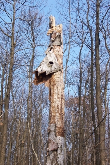 dewitte.jpg (113439 bytes)