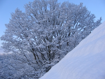 ef.jpg (93340 bytes)