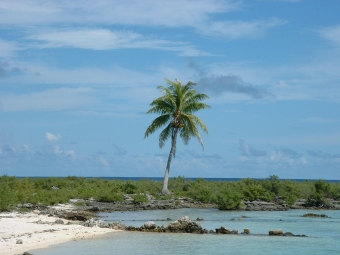 frm.jpg (66360 bytes)